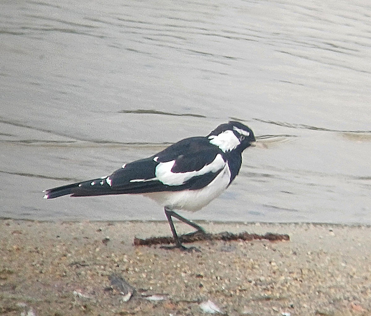 Magpie-lark - ML614006892