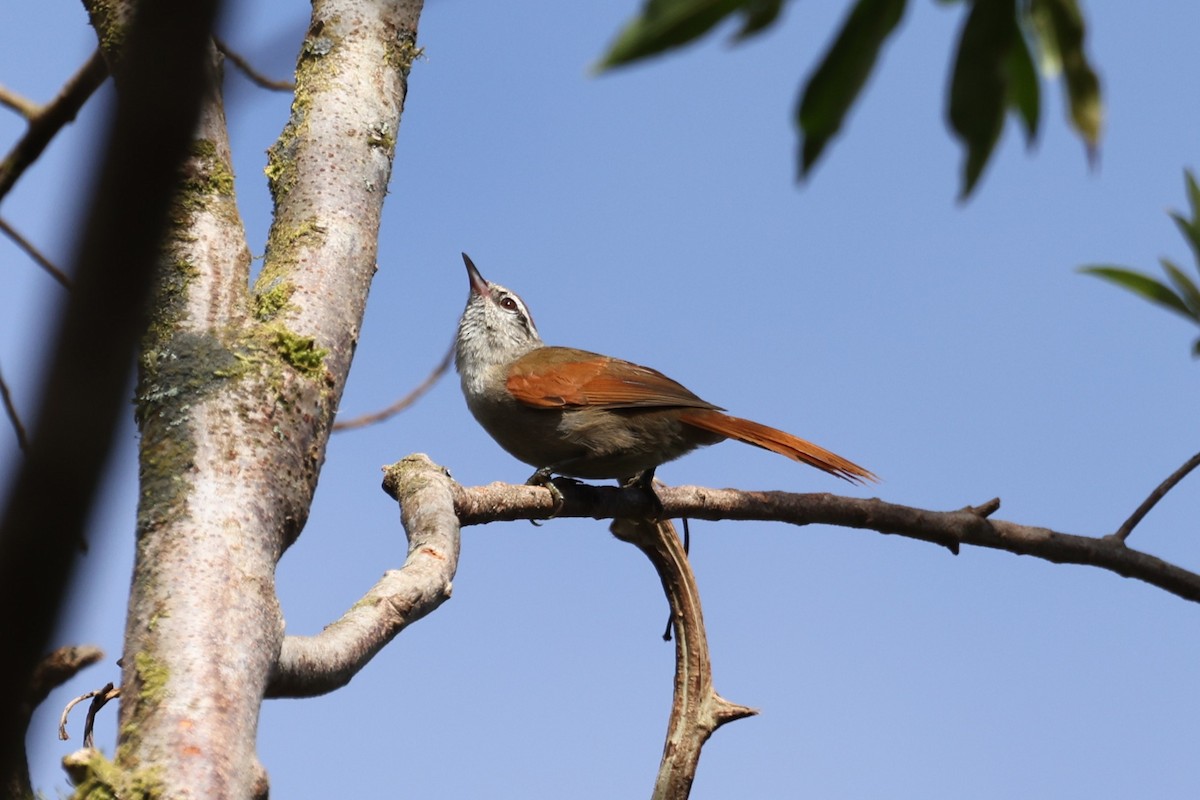 Pallid Spinetail - ML614006925