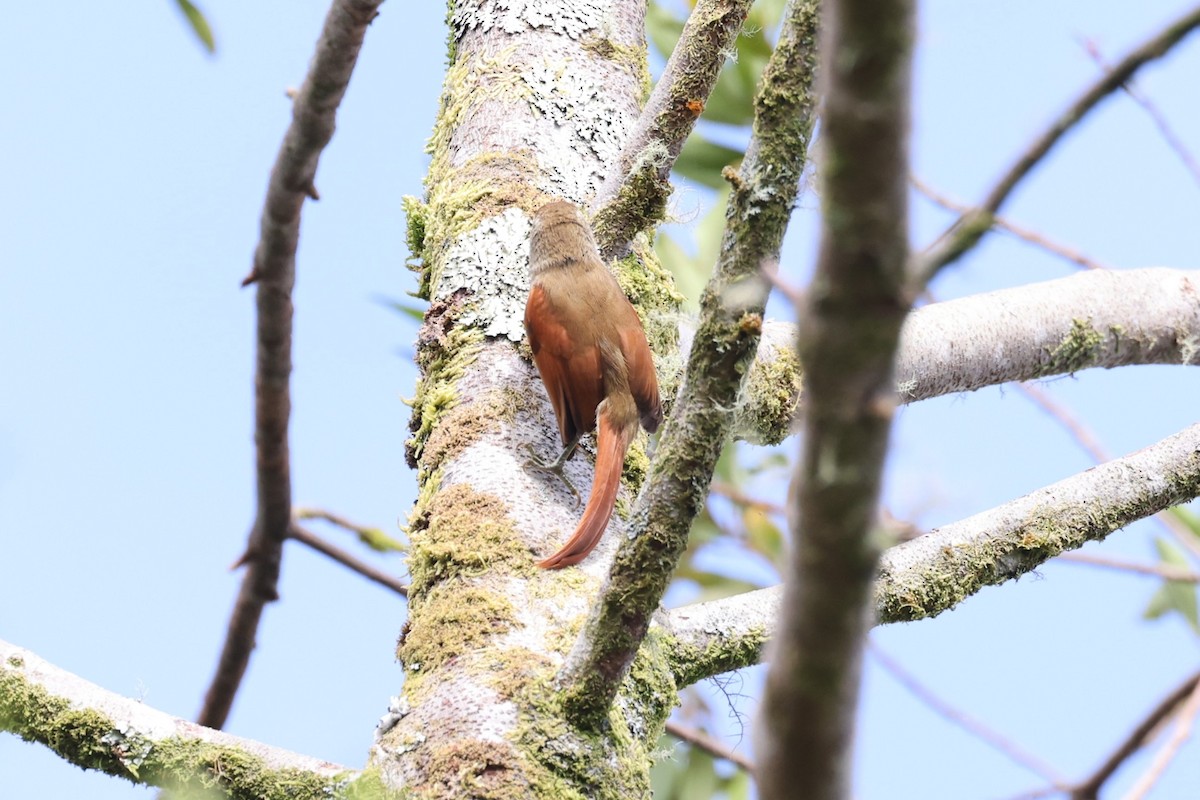 Pallid Spinetail - ML614006926