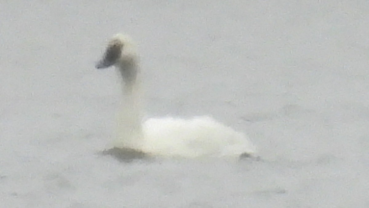 Zwergschwan - ML614006972