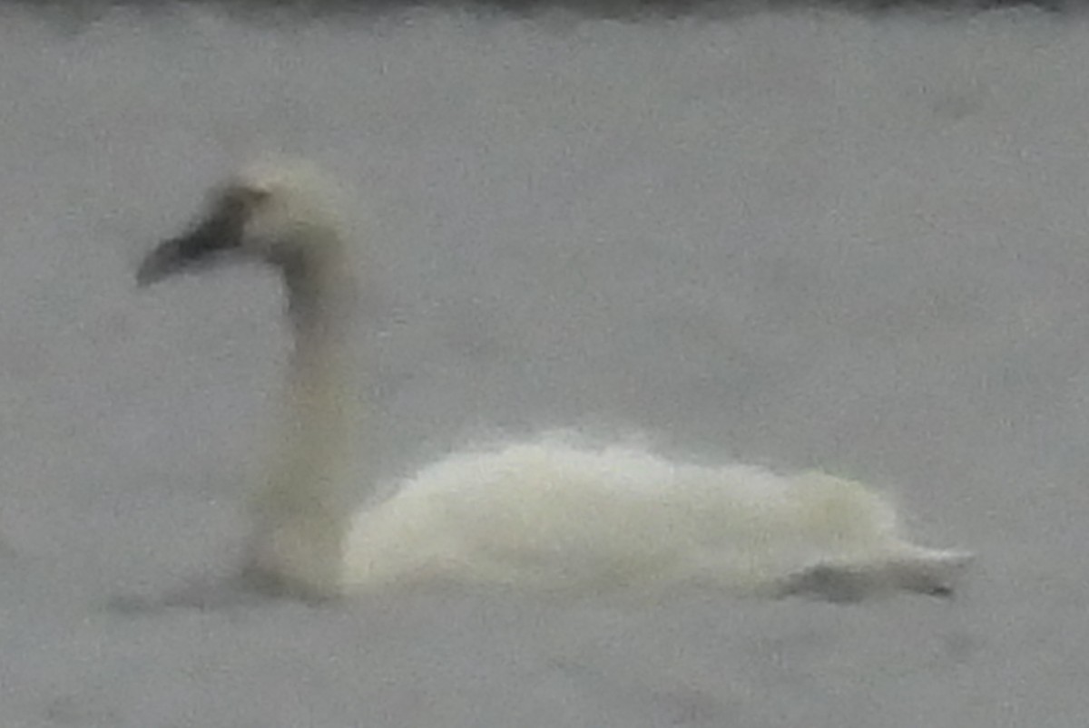 Zwergschwan - ML614006973