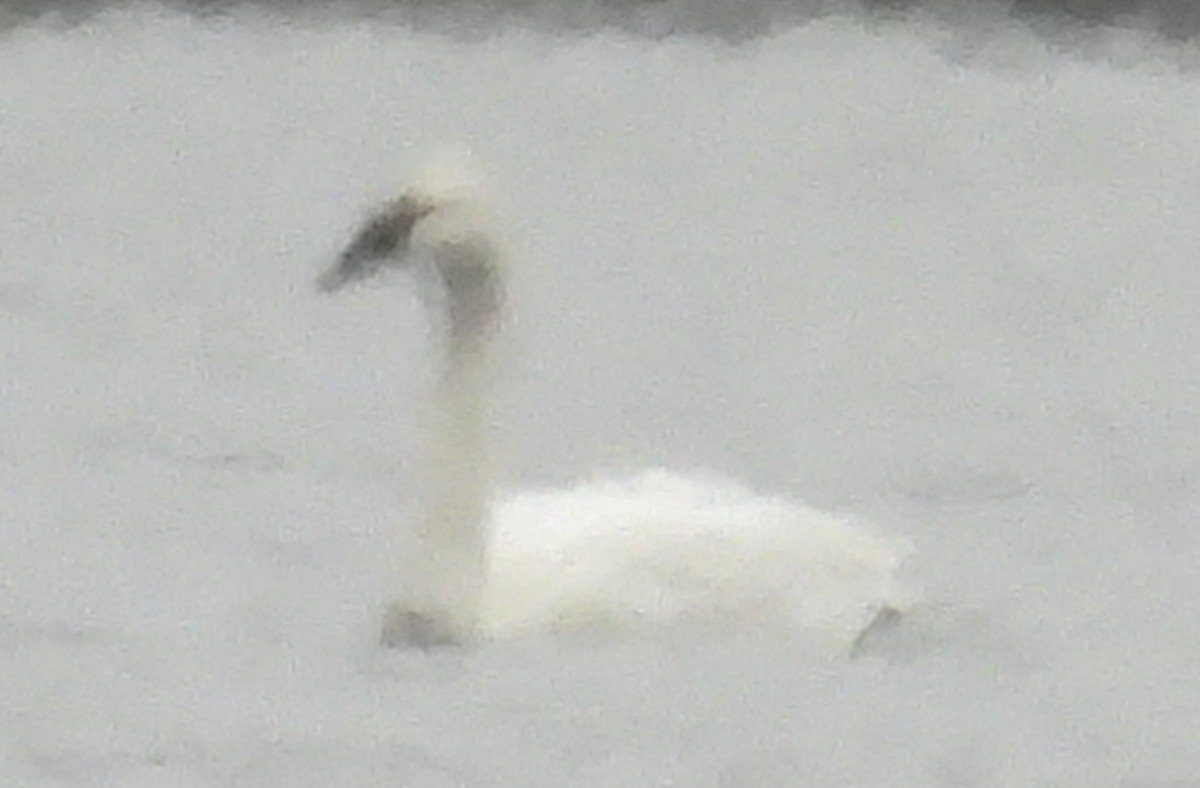 Zwergschwan - ML614006974