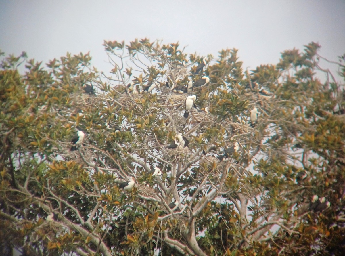 Pied Cormorant - ML614007003