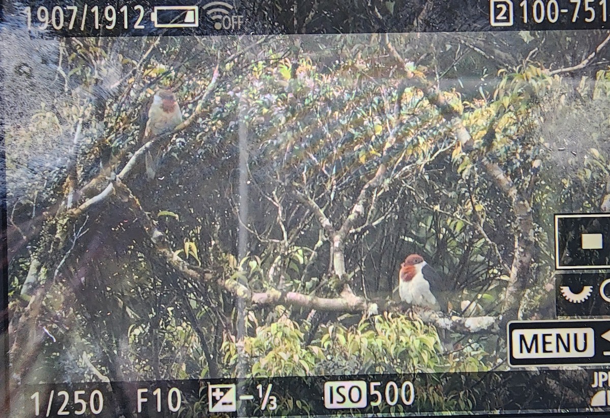 Flame-breasted Fruit-Dove - ML614007006