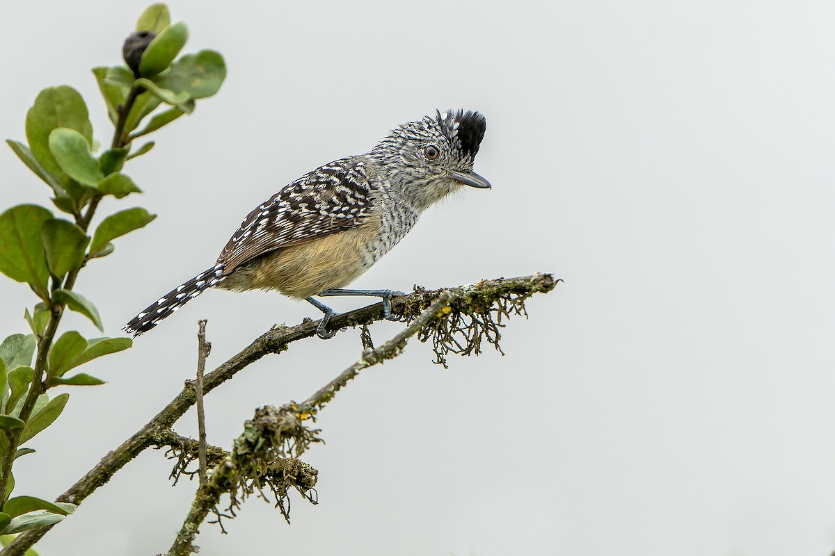 Chapman's Antshrike - ML614007029