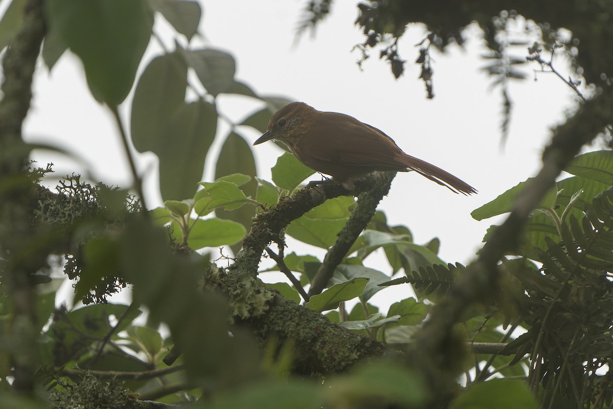 Rufous-necked Foliage-gleaner - Daniel López-Velasco | Ornis Birding Expeditions