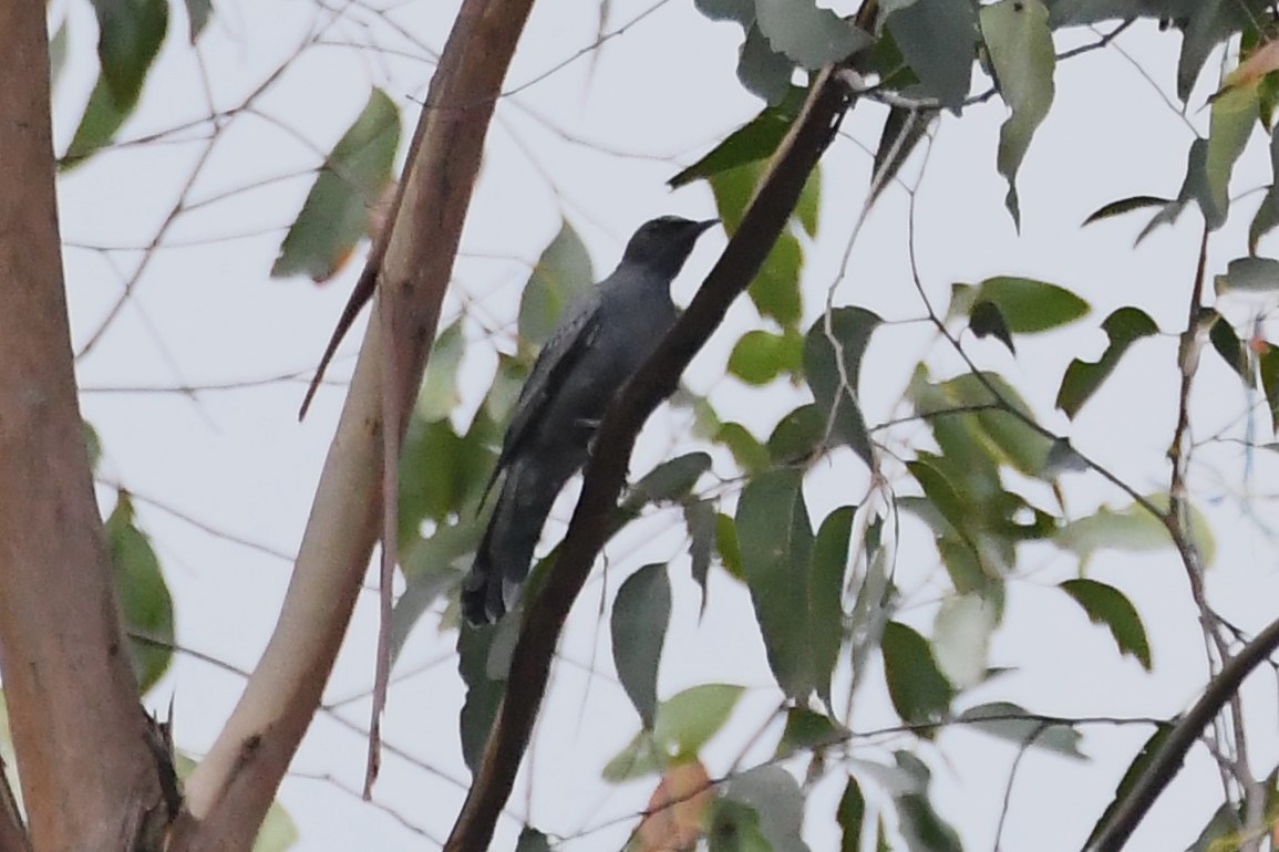 Common Cicadabird (Slender-billed) - ML614007123