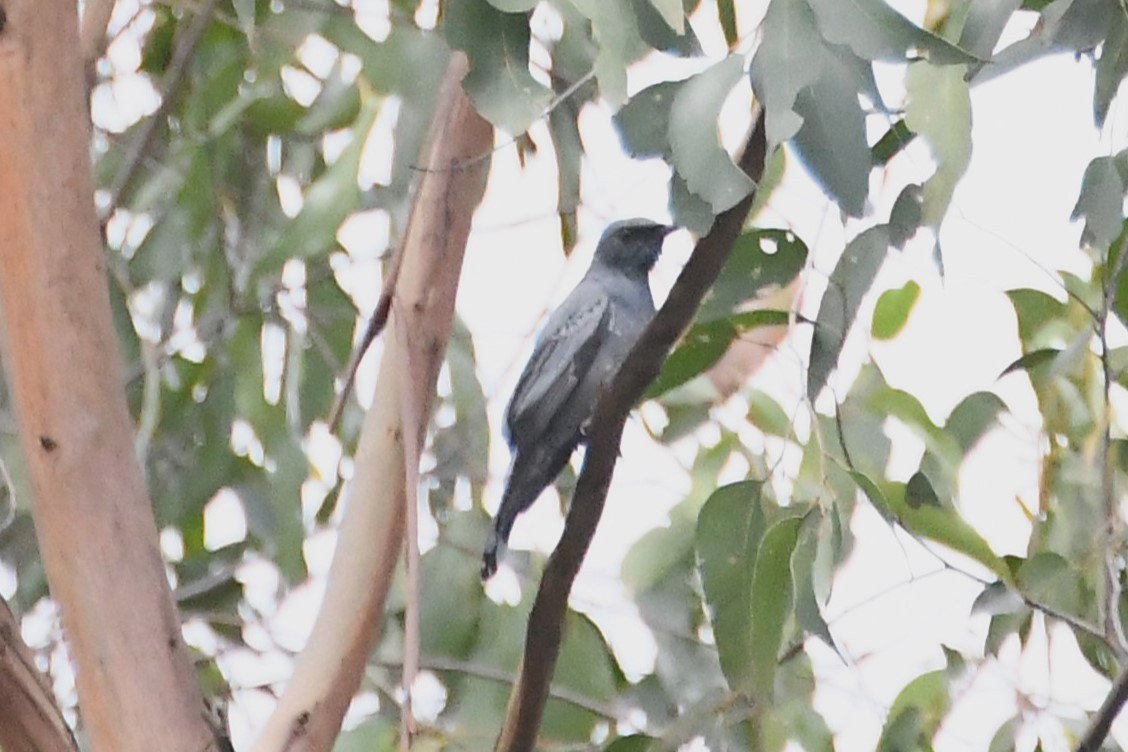 Common Cicadabird (Slender-billed) - ML614007125