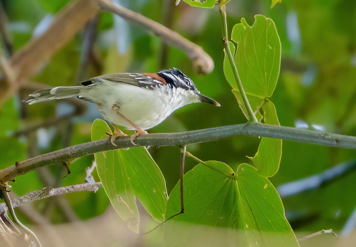 Wallace's Fairywren - Wilbur Goh