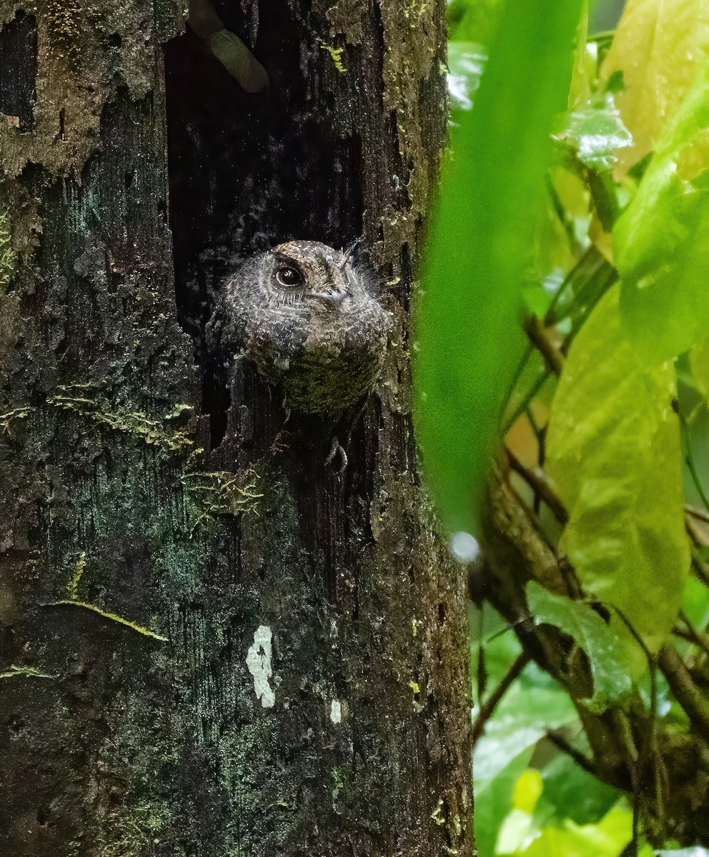 Wallace's Owlet-nightjar - ML614007339