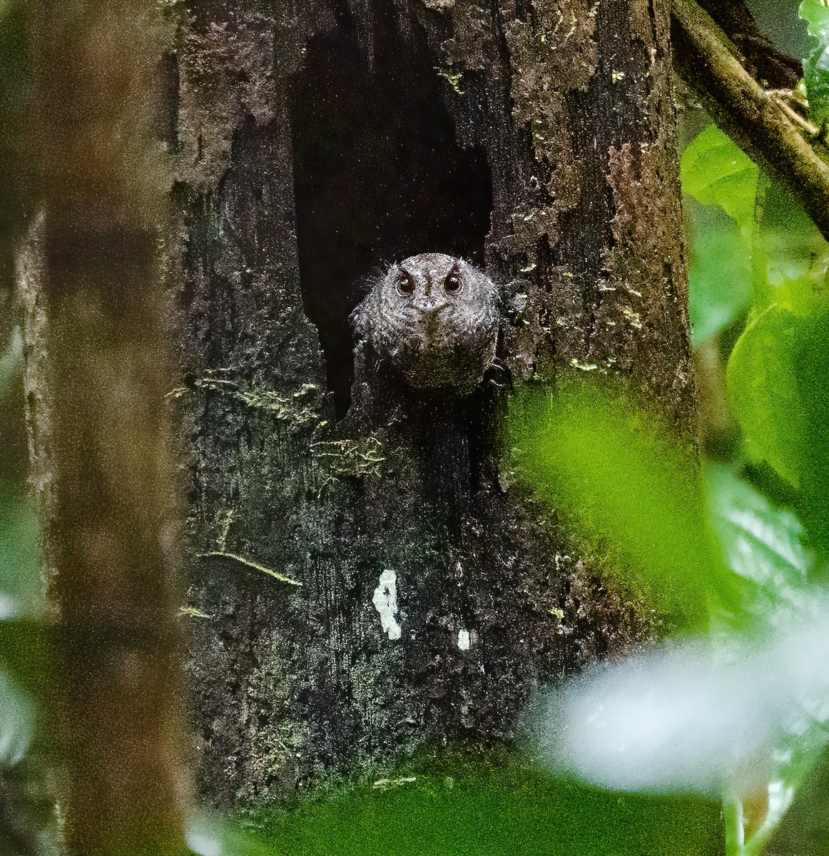 Wallace's Owlet-nightjar - ML614007340