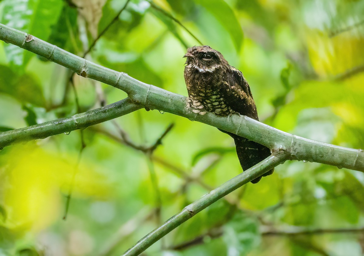 Papuan Nightjar - ML614007354