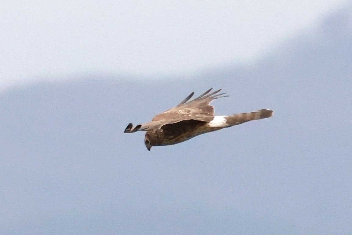 Aguilucho Pálido - ML614007549