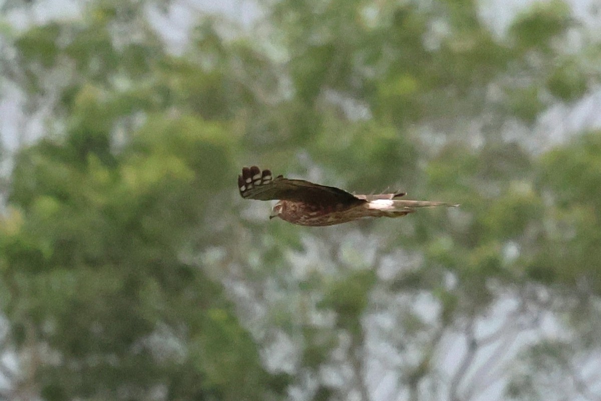 Hen Harrier - Mei-Luan Wang