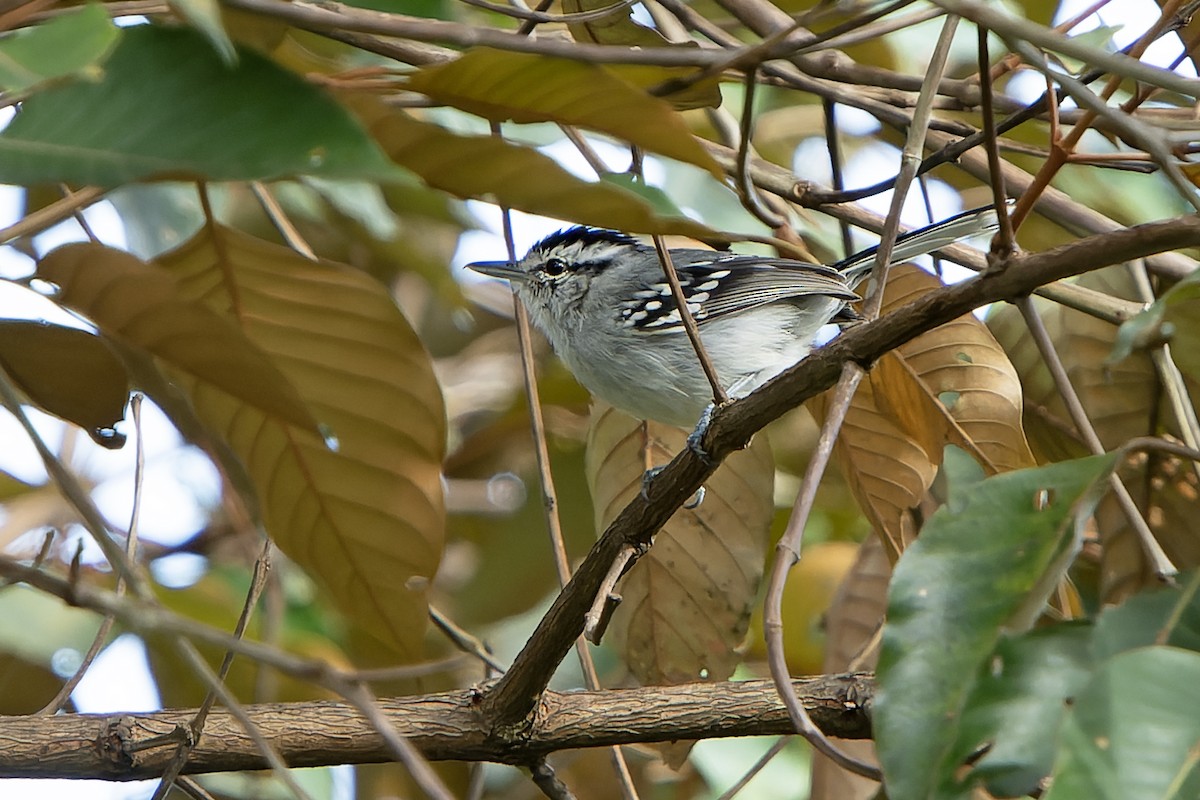 Ash-throated Antwren - ML614007663