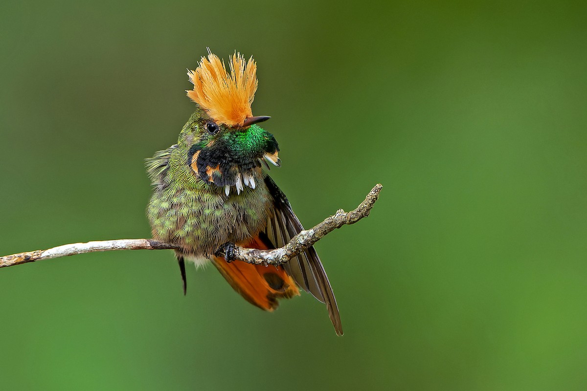 Rufous-crested Coquette - ML614007670