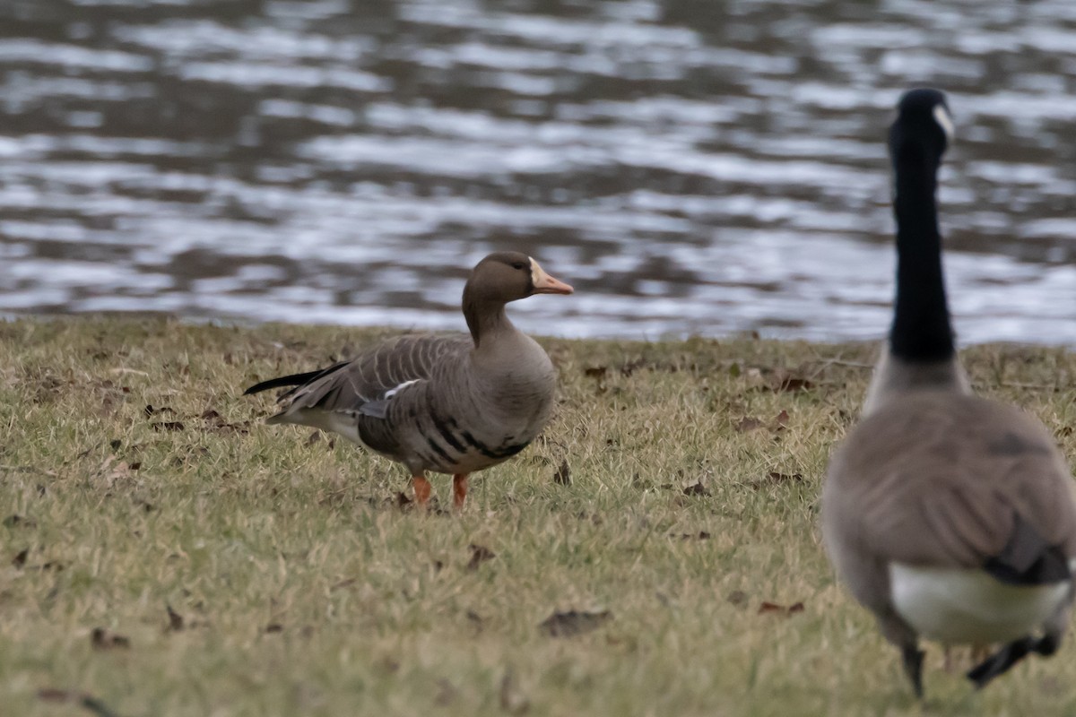 Greater White-fronted Goose - ML614007693
