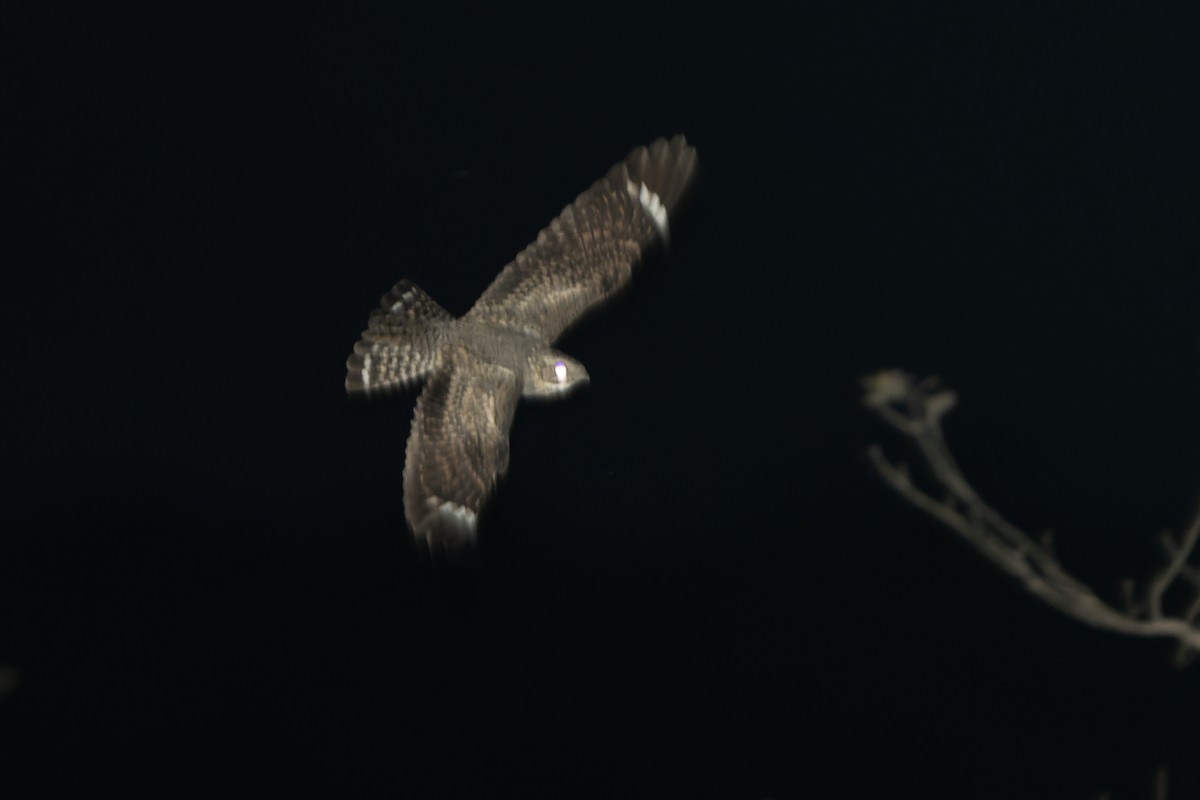 Scrub Nightjar - Daniel López-Velasco | Ornis Birding Expeditions