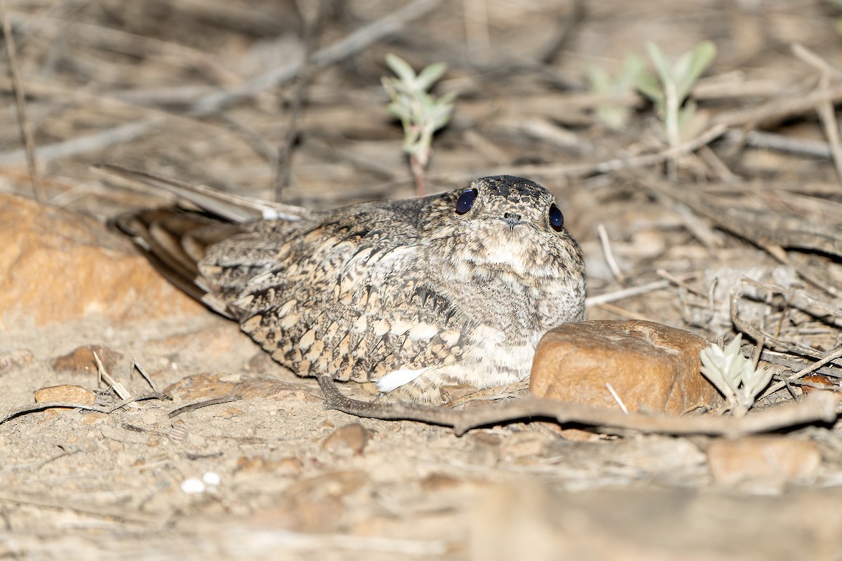 Lesser Nighthawk - ML614007743