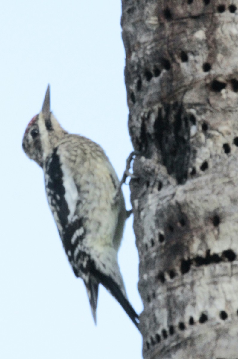 Yellow-bellied Sapsucker - ML614007784