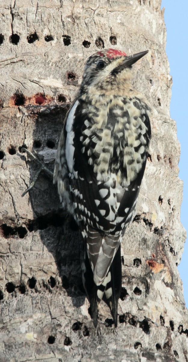 Yellow-bellied Sapsucker - ML614007785