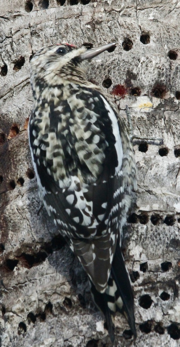 Yellow-bellied Sapsucker - ML614007786