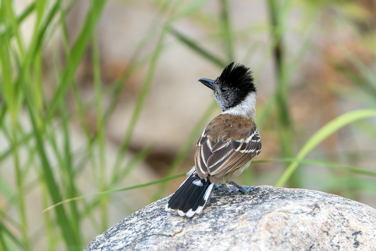 Collared Antshrike (Collared) - Daniel López-Velasco | Ornis Birding Expeditions