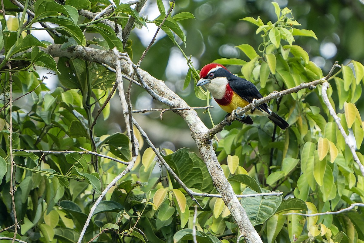 Scarlet-banded Barbet - ML614007873