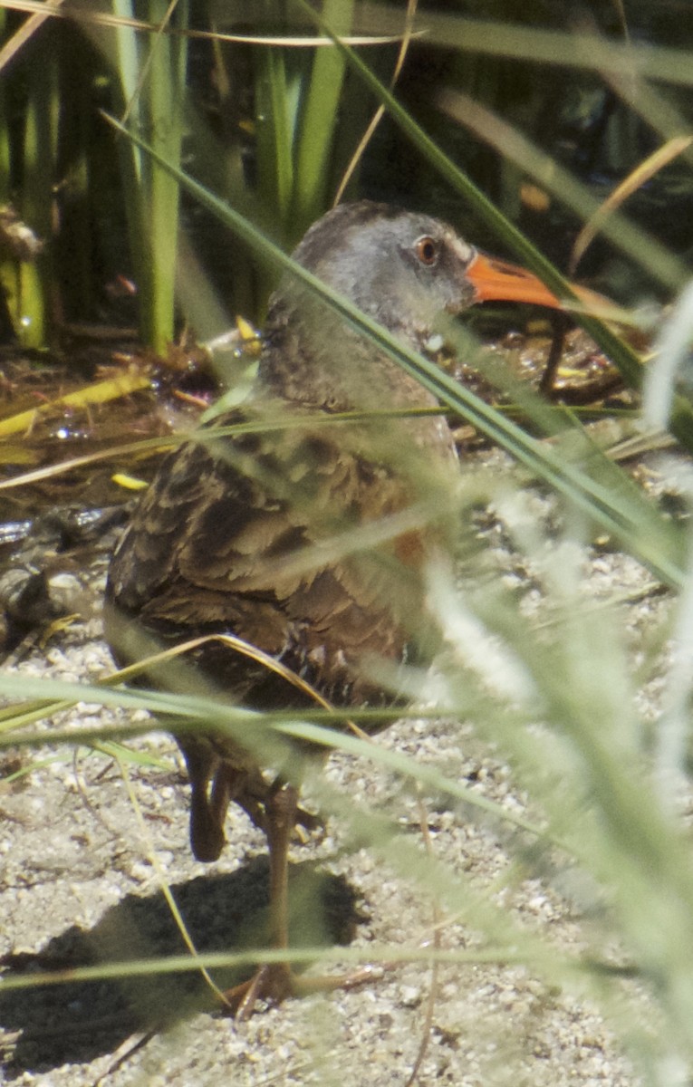 Virginia Rail - ML61400791