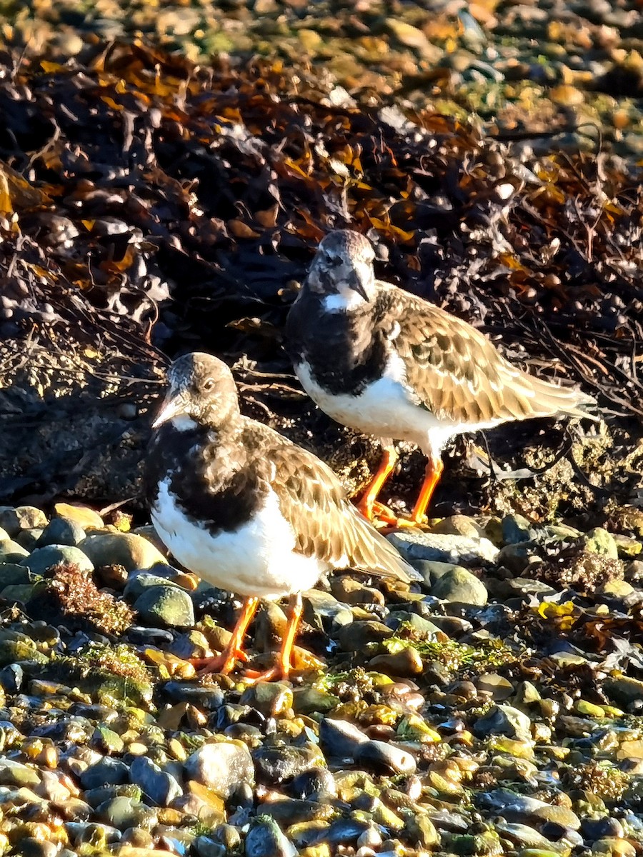 Ruddy Turnstone - ML614007912