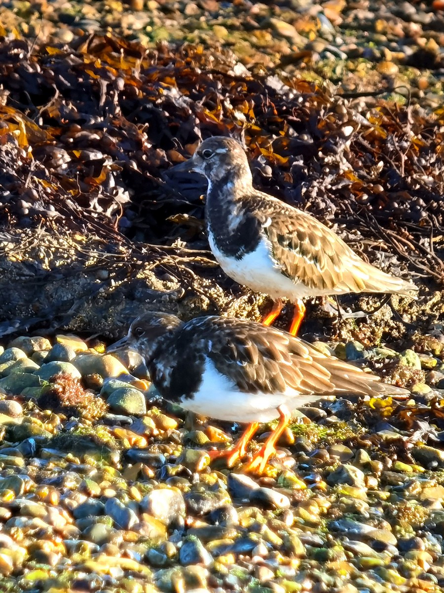 Ruddy Turnstone - ML614007913