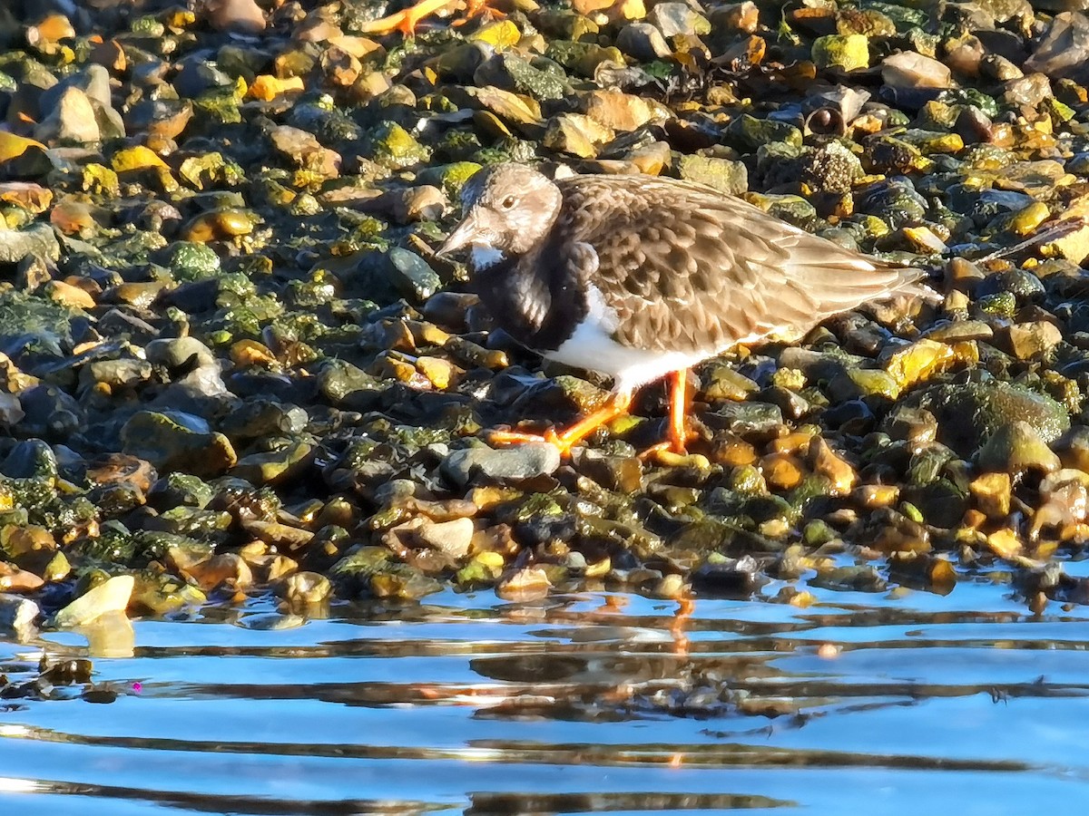 Ruddy Turnstone - ML614007914