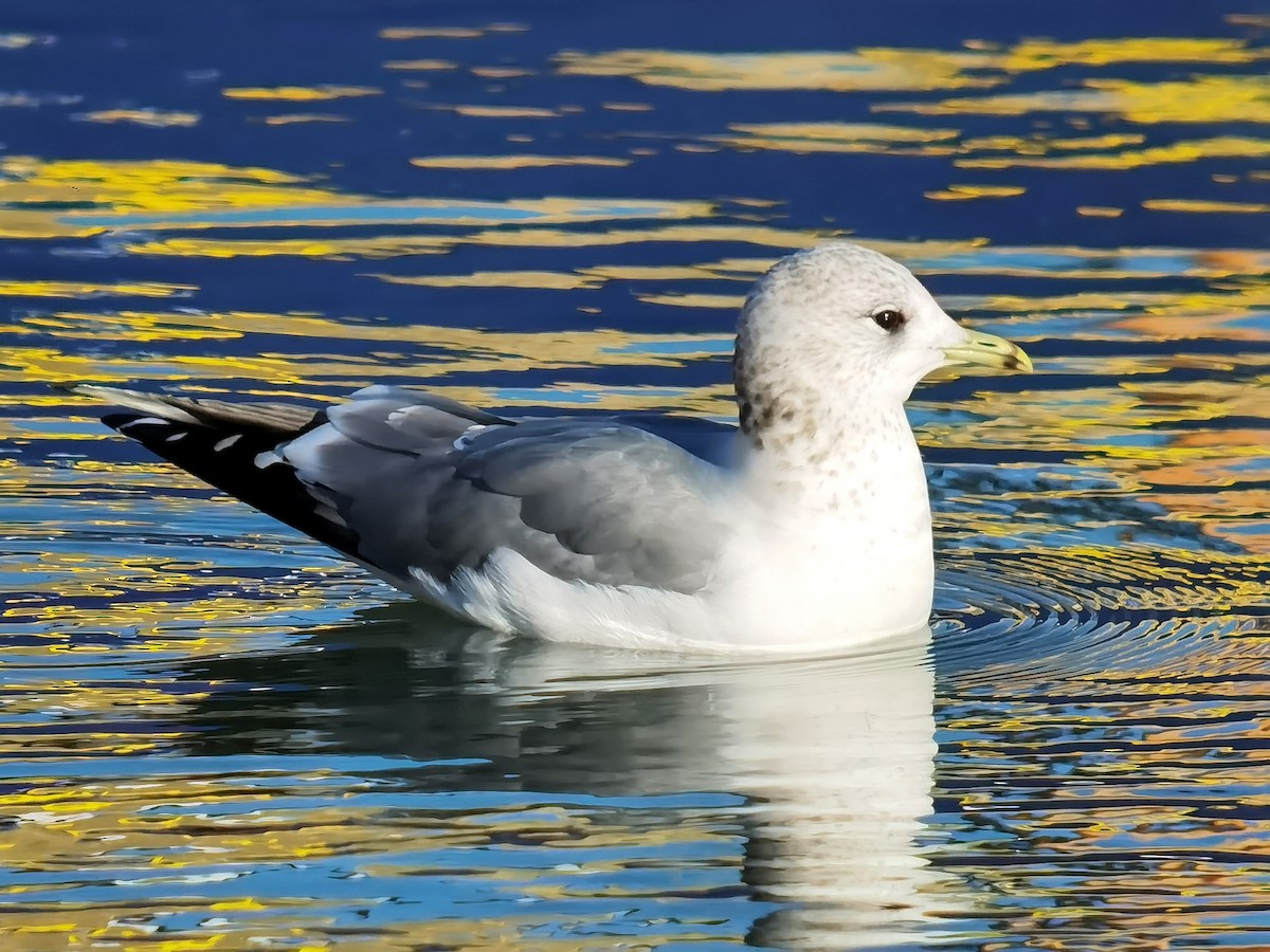 Common Gull - ML614007927