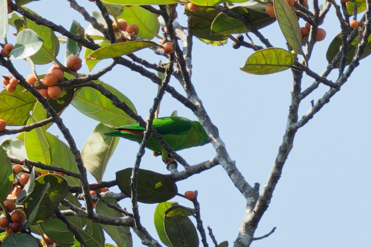 Vernal Hanging-Parrot - ML614007937