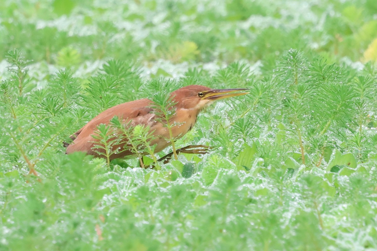 Cinnamon Bittern - ML614007948