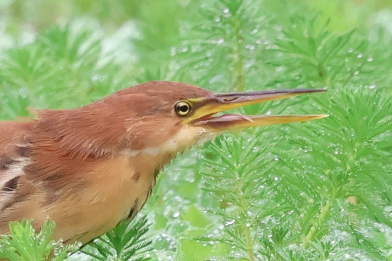 Cinnamon Bittern - Mei-Luan Wang