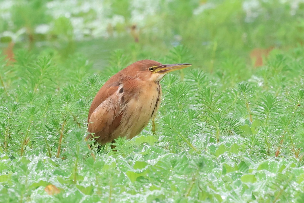 Cinnamon Bittern - ML614007952