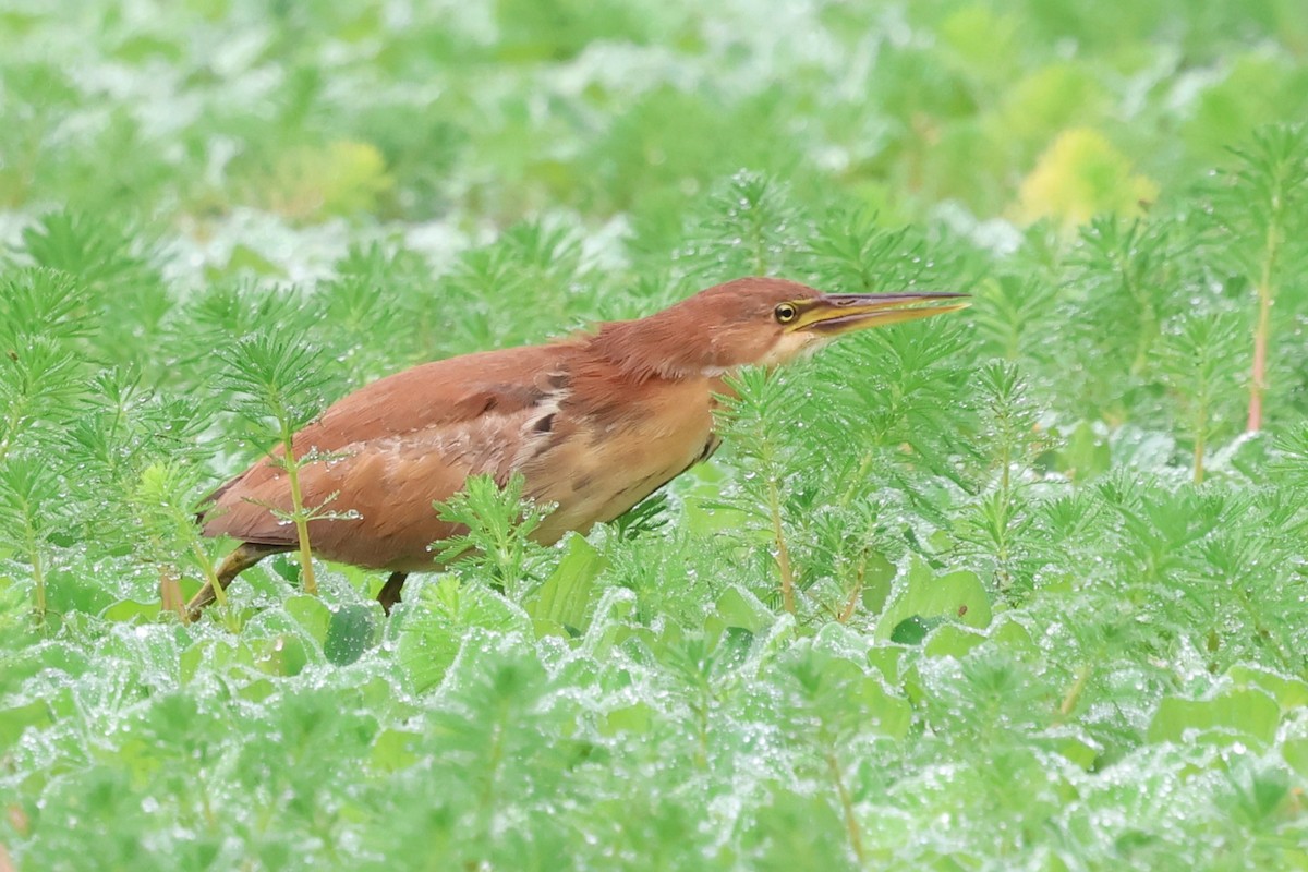 Cinnamon Bittern - ML614007953