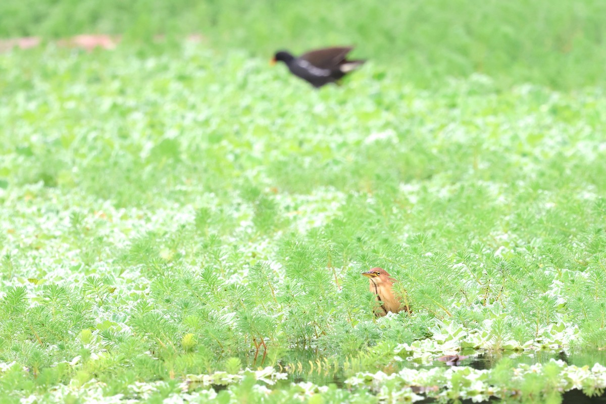 Cinnamon Bittern - ML614007954