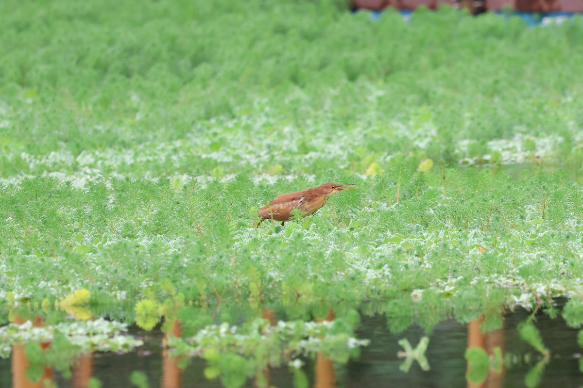 Cinnamon Bittern - ML614007956