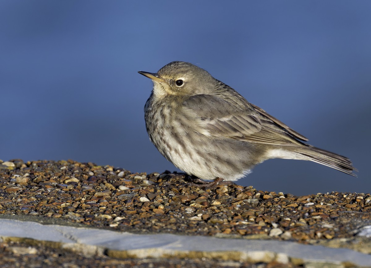 Rock Pipit - ML614007958