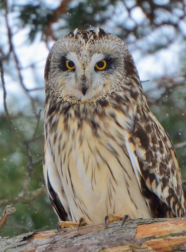 Short-eared Owl - Joanne Muis Redwood
