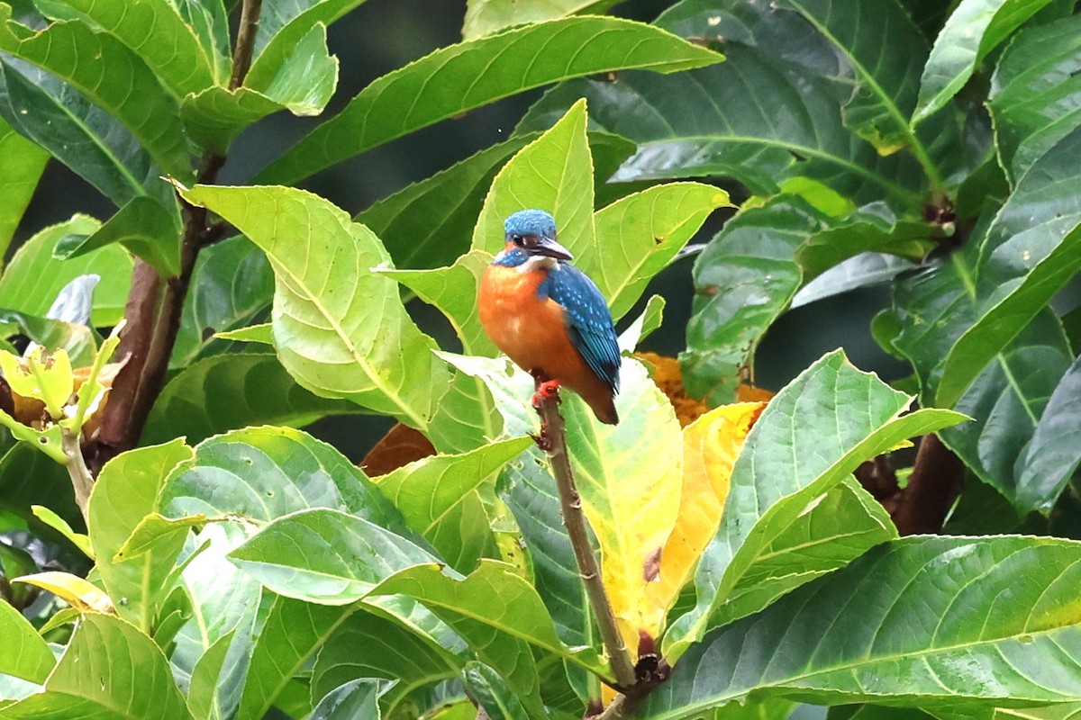 Common Kingfisher - Mei-Luan Wang