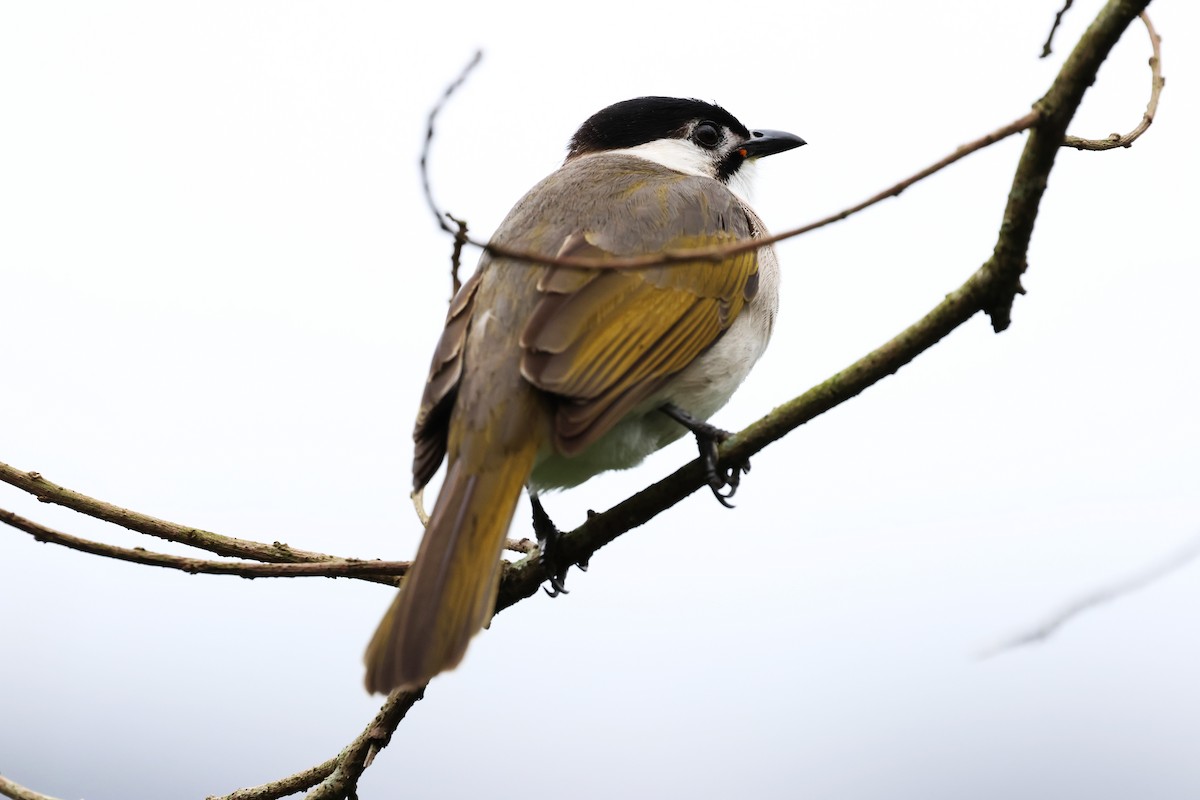 Styan's Bulbul - ML614007971