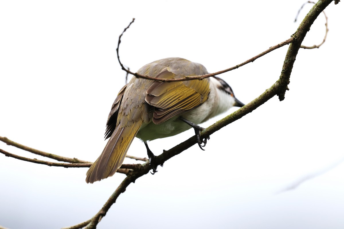 Styan's Bulbul - Mei-Luan Wang