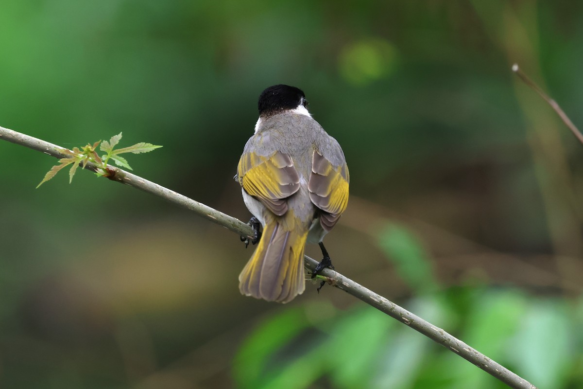 Styan's Bulbul - ML614007978