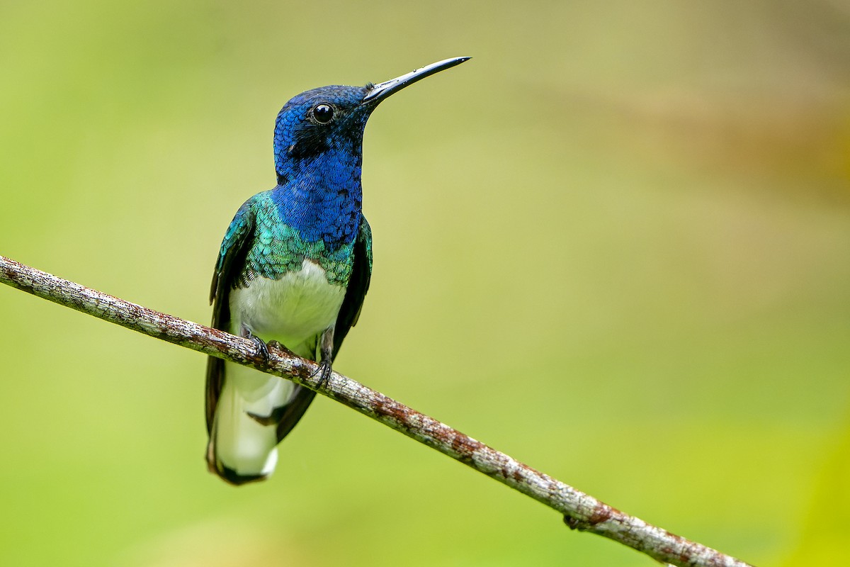 White-necked Jacobin - ML614008005