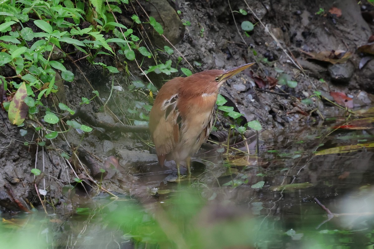 Cinnamon Bittern - ML614008009