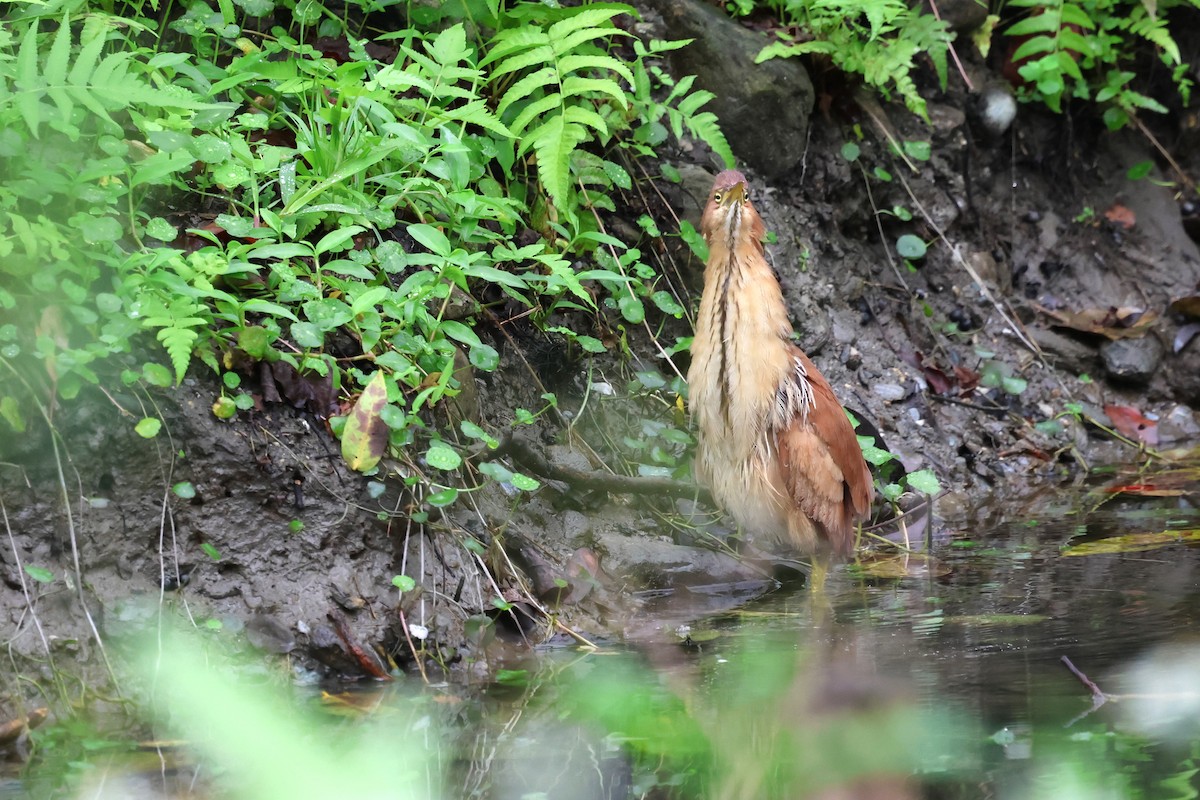 Cinnamon Bittern - ML614008012