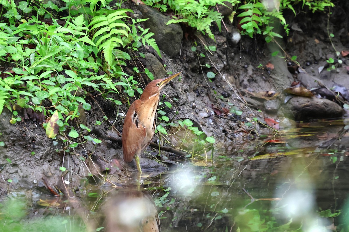 Cinnamon Bittern - ML614008014